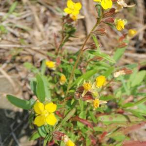 Evening primrose, perennial, small
