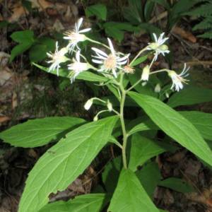 Aster, wood, whorled