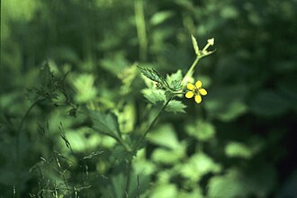 Avens, yellow