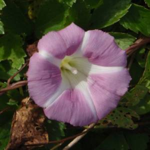 Bindweed hedge North American