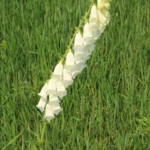Foxglove, Grecian [feral]