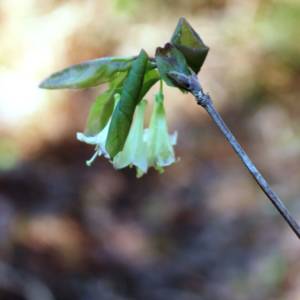 Honeysuckle, mountain fly