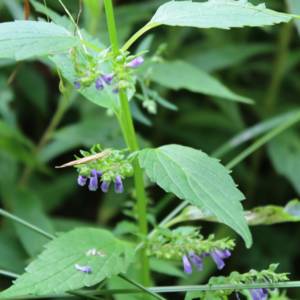 Mint, field