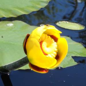 Pond-lily, yellow bullhead