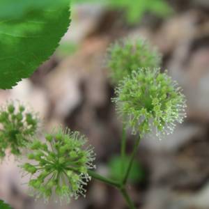 Sarsaparilla, Wild