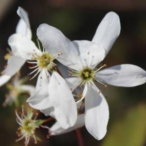 Saskatoon Berry species (Saskatoon-Service Berry, Service Berry)