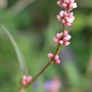 Smartweed, pale