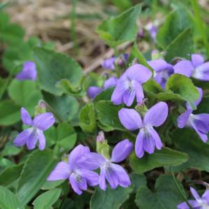 Violet, wooly blue