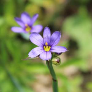 Blue-eyed grass, strict