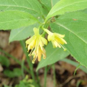 Bush-Honeysuckle, northern