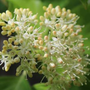 Dogwood, alternate-leaved
