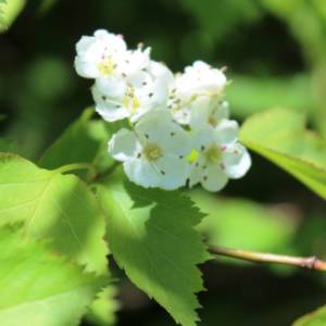Hawthorn species