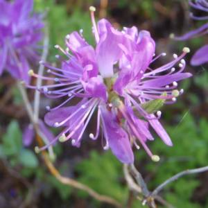 Rhodora