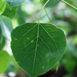 Aspen, trembling (Poplar, Popple)