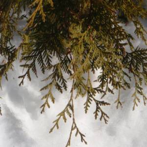 Cedar, eastern white (Arbour-vitae)