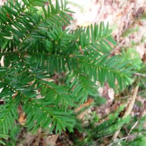 Hemlock, eastern (Canadian)