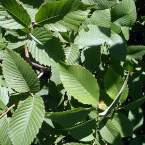 Hop-Hornbeam, eastern (Ironwood)