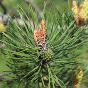Pine, red