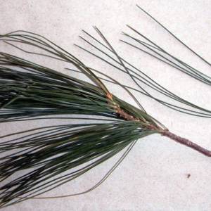 Pine, eastern white (white)