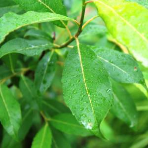 Willow, species