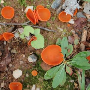 Aleuria aurantia