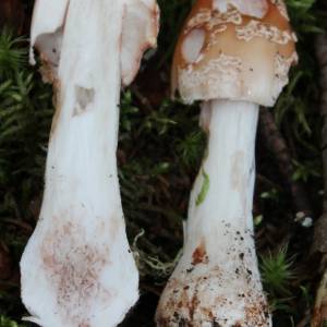 Amanita gemmata