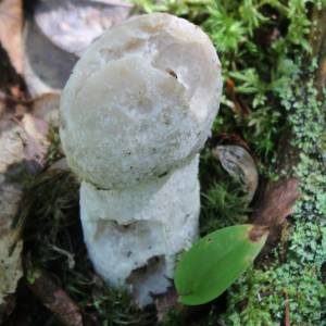 Amanita virosa