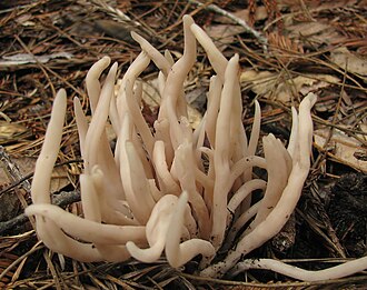 Clavaria fumosa