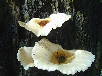 Crepidotus appplanatus