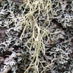 Evernia mesomorphia