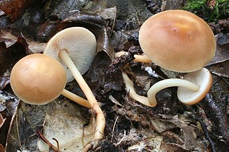 Gymnopus dryophillus