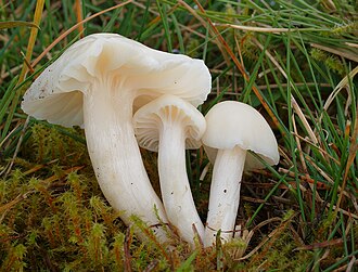 Hygrophorus virgineus