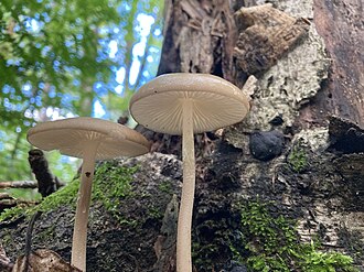Hymenopellis furfuracea