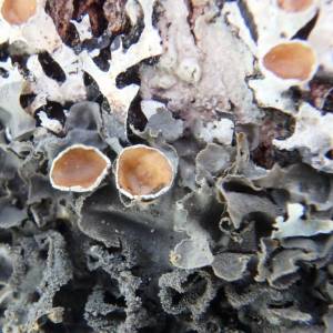 Imshaugia placordia