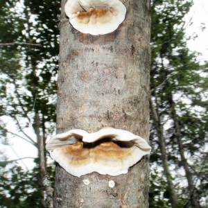 Inonotus radiatus