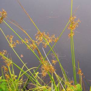 Juncus canadensis