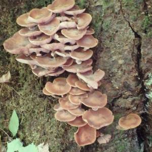 Fungus