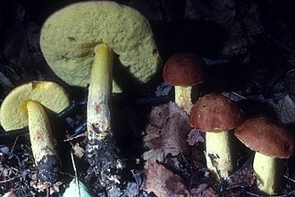 Leccinum subglabripes
