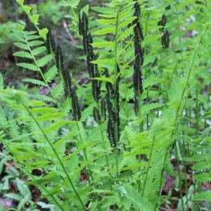 Osmunda claytoniana