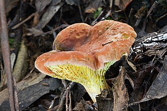 Phylloporus rhodoxanthus