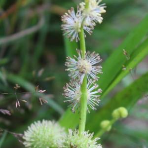 Sparganium androcladum