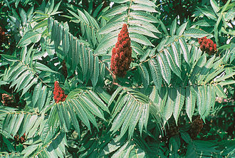Shrubs
